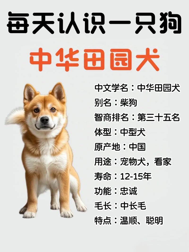 从三斤到成年,体型体型看爪骨(田园犬小狗崽到成狗要几个月) 从三斤到成年,体型体型看爪骨(田园犬小狗崽到成狗要几个月)