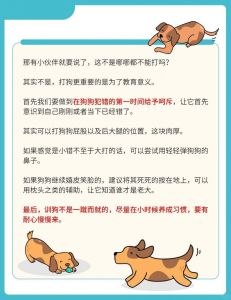 小狗不听话？主人训练方法得改！（小狗不听话怎么教育）