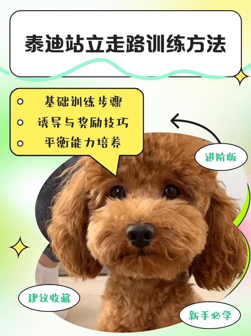 变态驯狗电影（如何把人训练成一条狗）