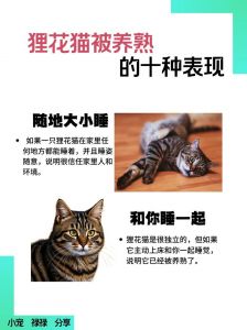 别洗澡怕水，别随便抛弃，多给耐心爱（猫咪养不熟的5大忌）