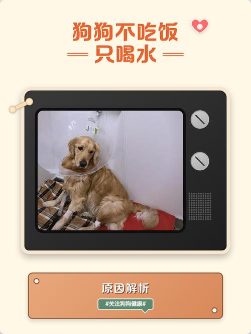 狗狗不吃不喝只喝水怎么办？（狗狗被教训了不吃饭只喝水）