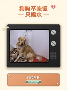 狗狗不吃不喝只喝水怎么办？（狗狗被教训了不吃饭只喝水）