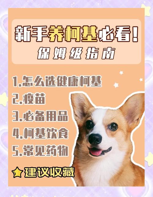 选小狗看活力健康，眼鼻耳脚检查好！（小狗苗的选择方法）