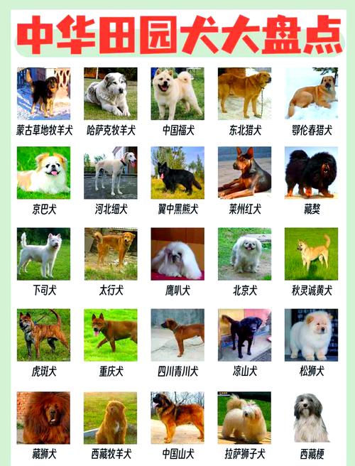体型性格大不同（狗的品种大全图）