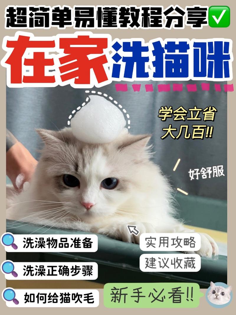 在家给猫咪洗澡的正确步骤（怎么在家给猫咪洗澡）