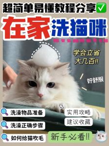 在家给猫咪洗澡的正确步骤（怎么在家给猫咪洗澡）