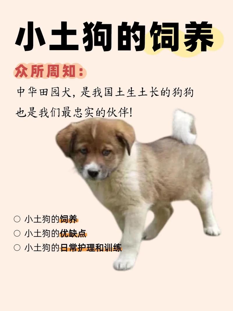 选土狗看健康性格，打架强看品相次要（打架的土狗怎么挑选）