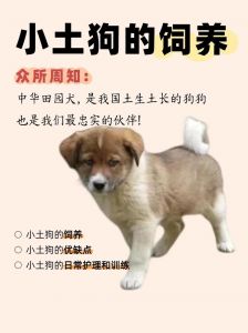 选土狗看健康性格，打架强看品相次要（打架的土狗怎么挑选）