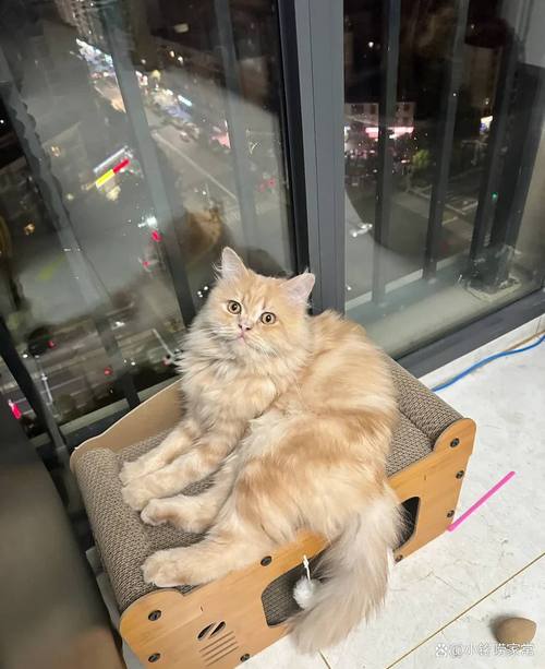 猫咪被打喂食不等于懂你，温柔更有效（为什么猫打一顿再给吃的更听话了）
