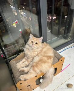 猫咪被打喂食不等于懂你，温柔更有效（为什么猫打一顿再给吃的更听话了）