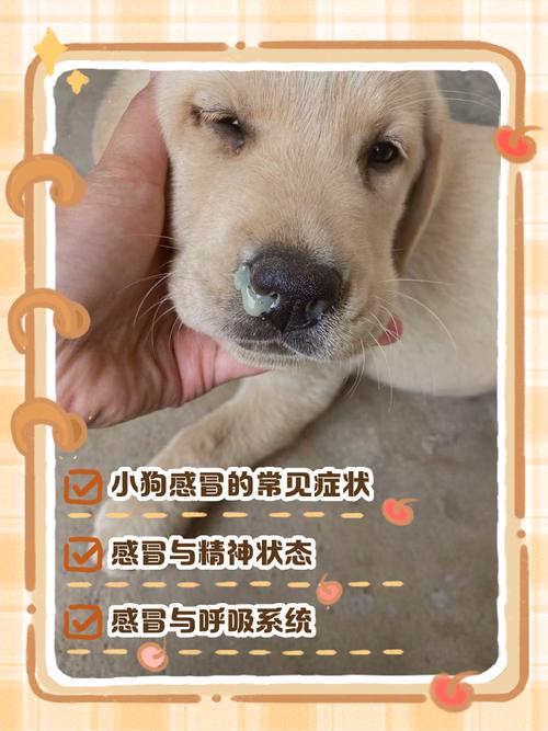 狗狗打喷嚏怎么办？（小狗狗光打喷嚏怎么办）