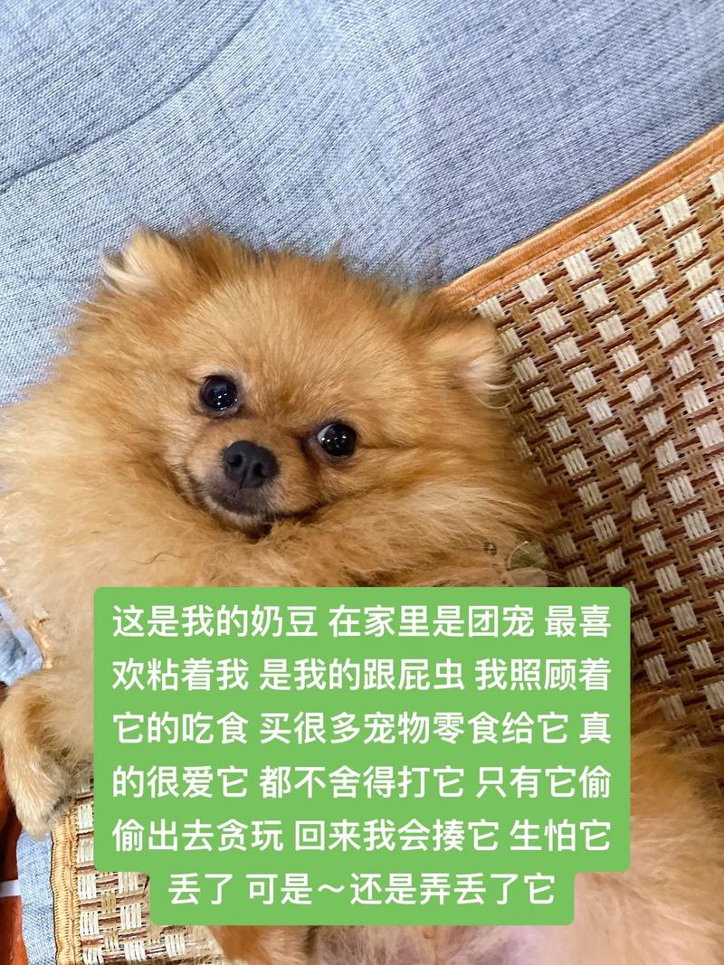忠诚友谊与活力象征（做梦梦到挑选小狗挑了一只小黄狗）