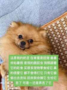 忠诚友谊与活力象征（做梦梦到挑选小狗挑了一只小黄狗）