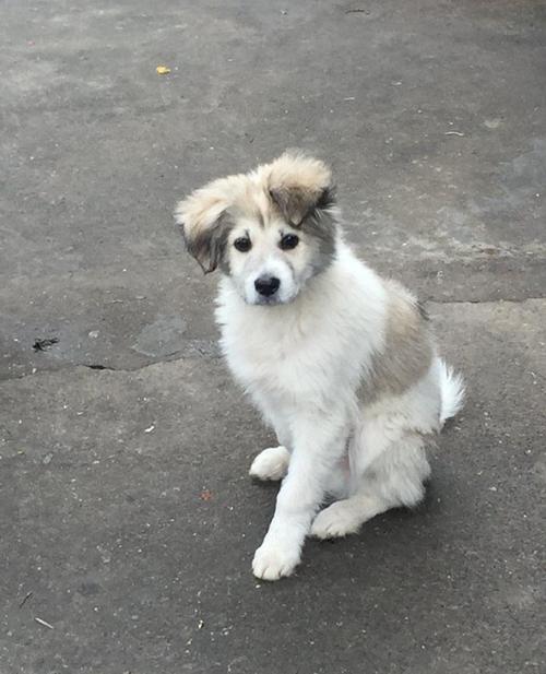 狗狗犯错被训斥，如何正确教育？（狗狗被教训后一副委屈的样子）