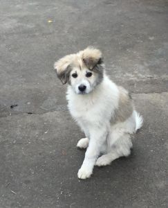 狗狗犯错被训斥，如何正确教育？（狗狗被教训后一副委屈的样子）