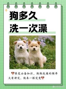 驱虫药后多久能洗澡？（狗狗用了体外驱虫多久可以洗澡）