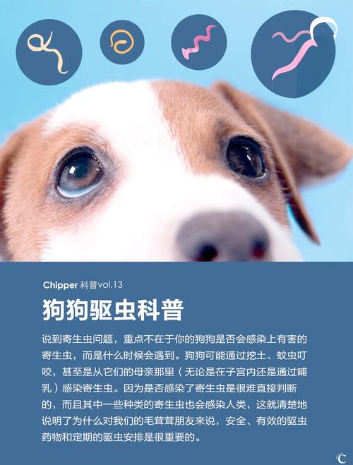 狗狗驱虫，幼犬勤，老犬户外频，内外兼驱遵医嘱（狗狗什么时候驱虫）
