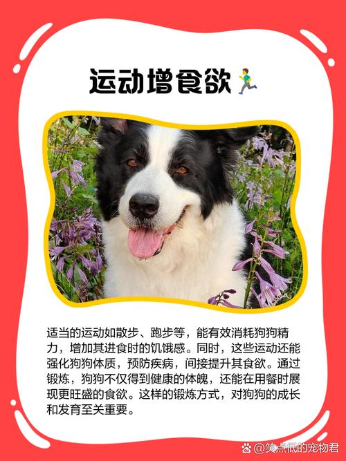 狗狗不吃不喝要当回事，及时就医别耽误（狗狗不吃不喝一招解决）