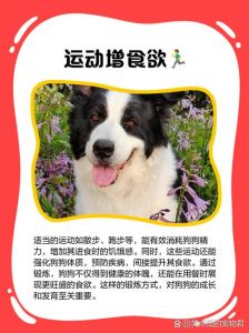 狗狗不吃不喝要当回事，及时就医别耽误（狗狗不吃不喝一招解决）
