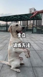 手势口令，养出好习惯增进感情（狗狗训练18个口令手势图解）