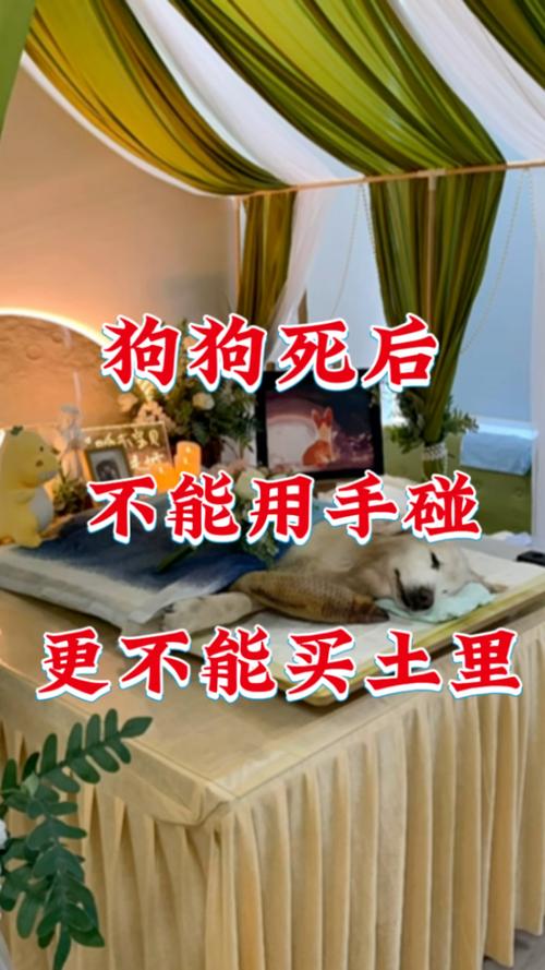 狗狗忠诚是本能，死后无怨恨，科学安葬是告慰（狗狗死后会不会怪主人）