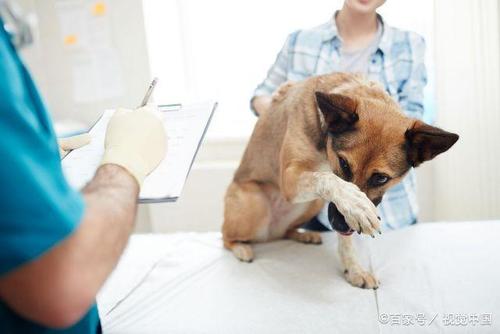 狗狗内驱药一般不需断水，拉肚子可先断水断粮（狗狗吃内驱要断水吗）