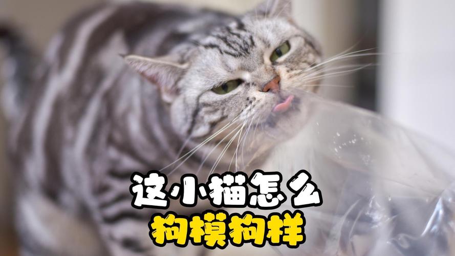 猫也能学指令，但比狗难，食物奖励有效，训练靠视觉提示（猫能像狗一样完成一些指令吗）