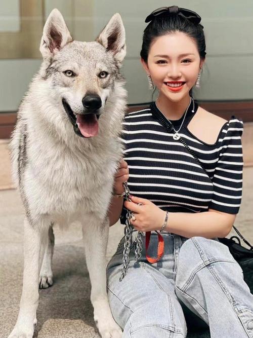 真实方长久（大狼狗和美女配对成功）