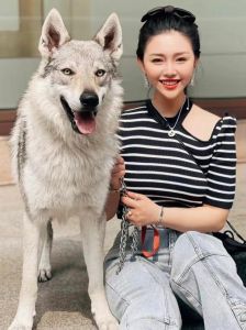 真实方长久（大狼狗和美女配对成功）