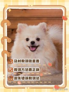 小狗不听话？理解它，及时惩罚，用爱与耐心！（小狗狗不听话怎么惩罚）