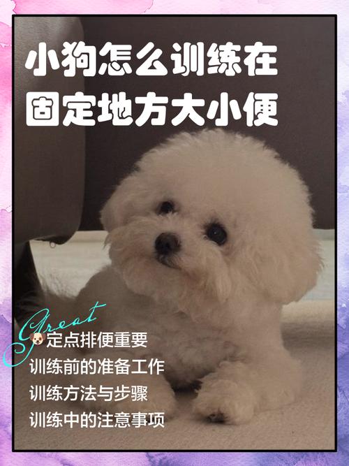 狗狗定点大小便训练,耐心正向强化(怎样训练狗狗在固定地方大小便) 狗狗定点大小便训练,耐心正向强化(怎样训练狗狗在固定地方大小便)