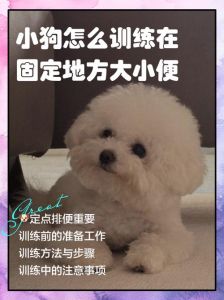 狗狗定点大小便训练，耐心正向强化（怎样训练狗狗在固定地方大小便）