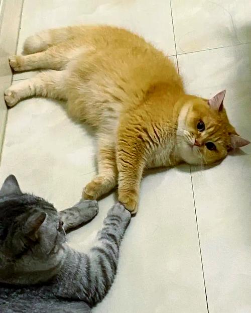胆小猫不亲人？耐心引导它信任你（猫咪胆小不亲人怎么办）