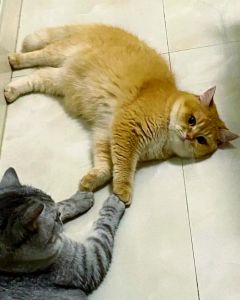 胆小猫不亲人？耐心引导它信任你（猫咪胆小不亲人怎么办）