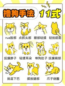 简单指令+正向强化（如何让狗狗乖乖听话）