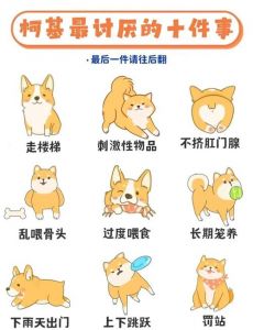养狗忌讳多，健康幸福最重要（新手养狗五大忌）