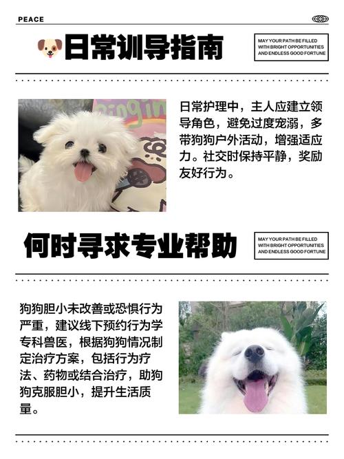 安静环境奖励胆小狗，多运动学指令助其放松（小狗胆子非常小怎么办）