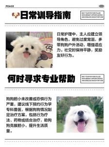 安静环境奖励胆小狗，多运动学指令助其放松（小狗胆子非常小怎么办）