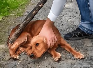 科学管教爱犬，耐心引导更有效（惩罚不听话的小狗）