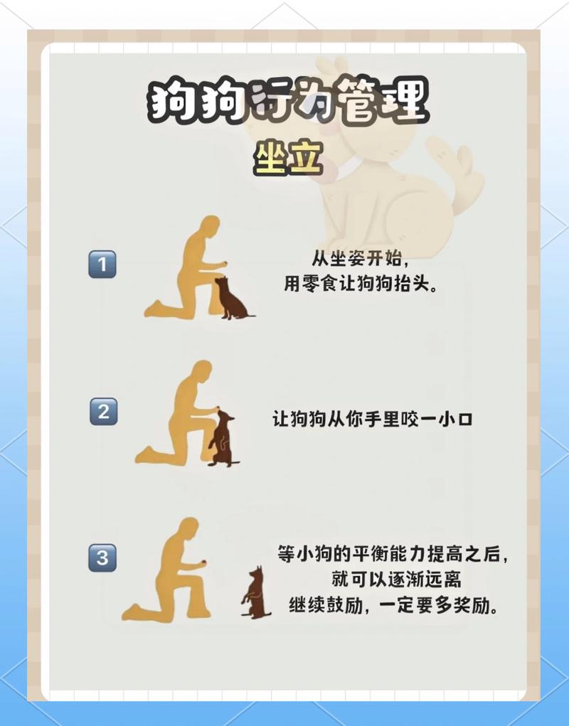 耐心手势口令奖励，速成基础动作（狗狗的训练包含哪些）