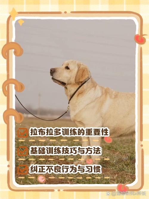 信任指令社交运动，共建美好关系（训练女朋友的狗最简单三个步骤）