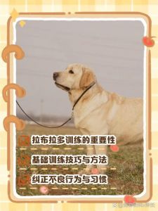 信任指令社交运动，共建美好关系（训练女朋友的狗最简单三个步骤）