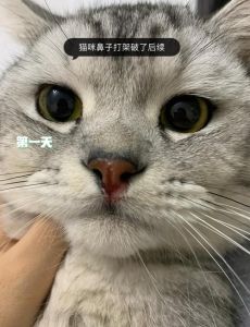 被打的小猫更亲人，因害怕反抗更痛，需用爱代替暴力（小猫打一顿后变老实了）