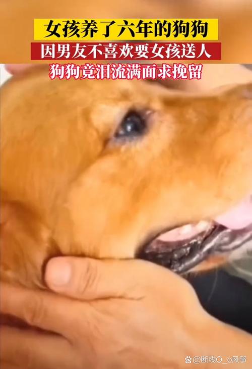 小叶子与宇昊宫云的爱情故事（狗老公被闺蜜抢了）