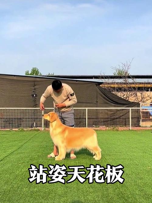 丈夫背叛，妻子被物化控制，极端情欲陷阱警示人性（把女朋友训练成听话的狗狗）