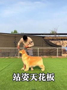 丈夫背叛，妻子被物化控制，极端情欲陷阱警示人性（把女朋友训练成听话的狗狗）