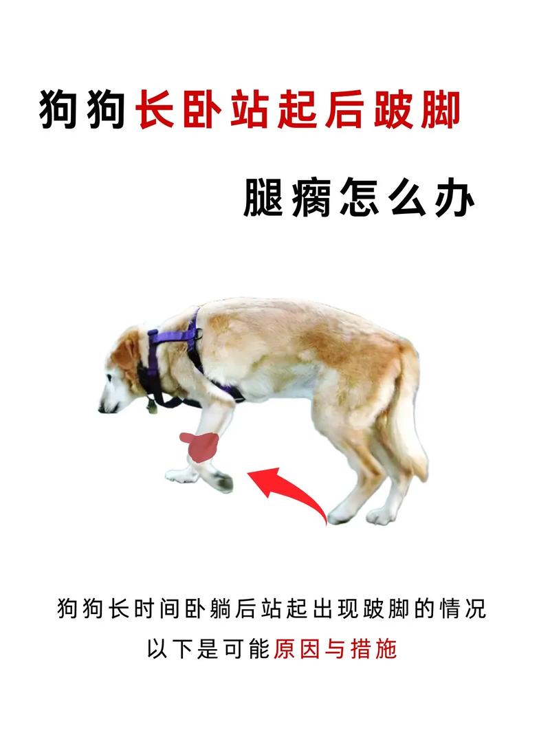 狗狗腿瘸原因多，关节老伤要当心（狗狗后腿瘸怎么回事）