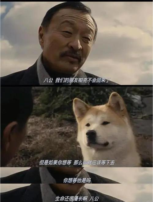 狗狗英雄救主，生死不离忠心感动人（狗狗与主人发生过的感人故事）