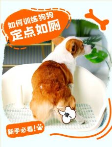 角落尿垫训练法（怎样训练狗狗上厕所）