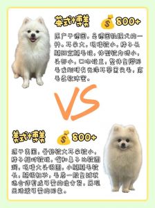 赛级贵低价有风险，预算2000-5000元购宠物级（一只博美狗要多少钱）